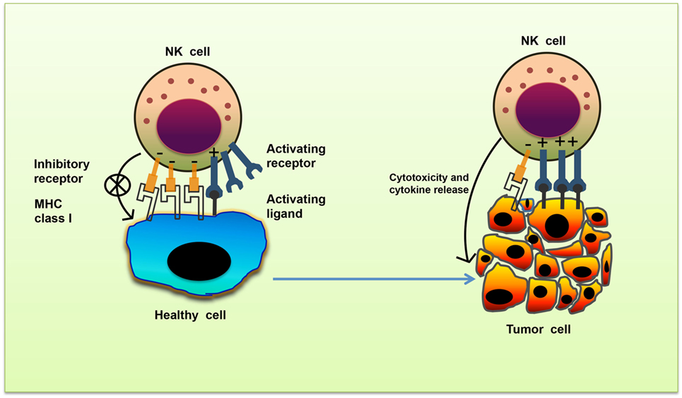 NK pathway